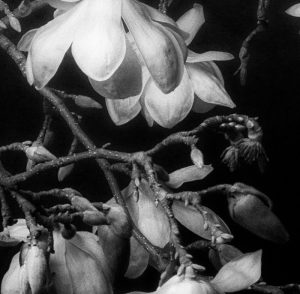 Lilli Waters - photograph - DIscolour'd - Drooping Magnolia
