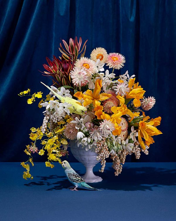 Jasmine Poole + Chris Sewell - Floral Study with Budgies - photograph