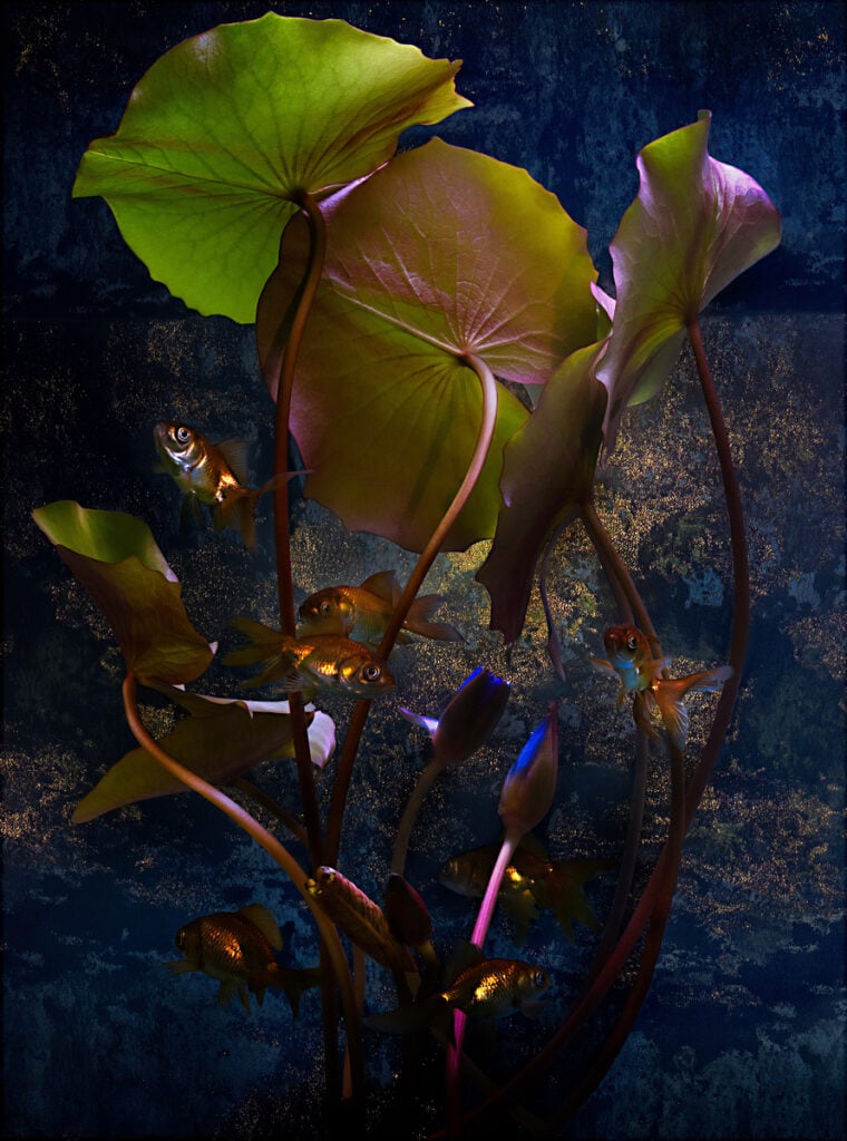 Nymphaea บัว Water Lily