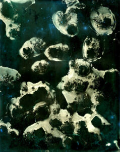 Bluebottles
