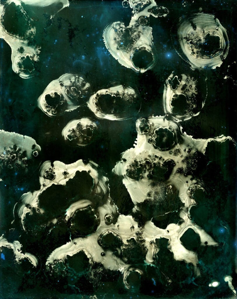 Bluebottles by William Versace