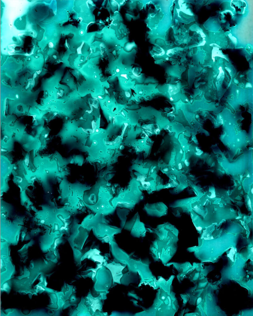 Sea Lettuce