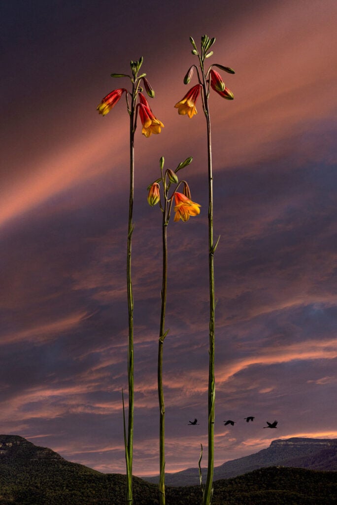 Blandfordia Grandiflora
