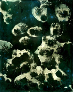 Bluebottles