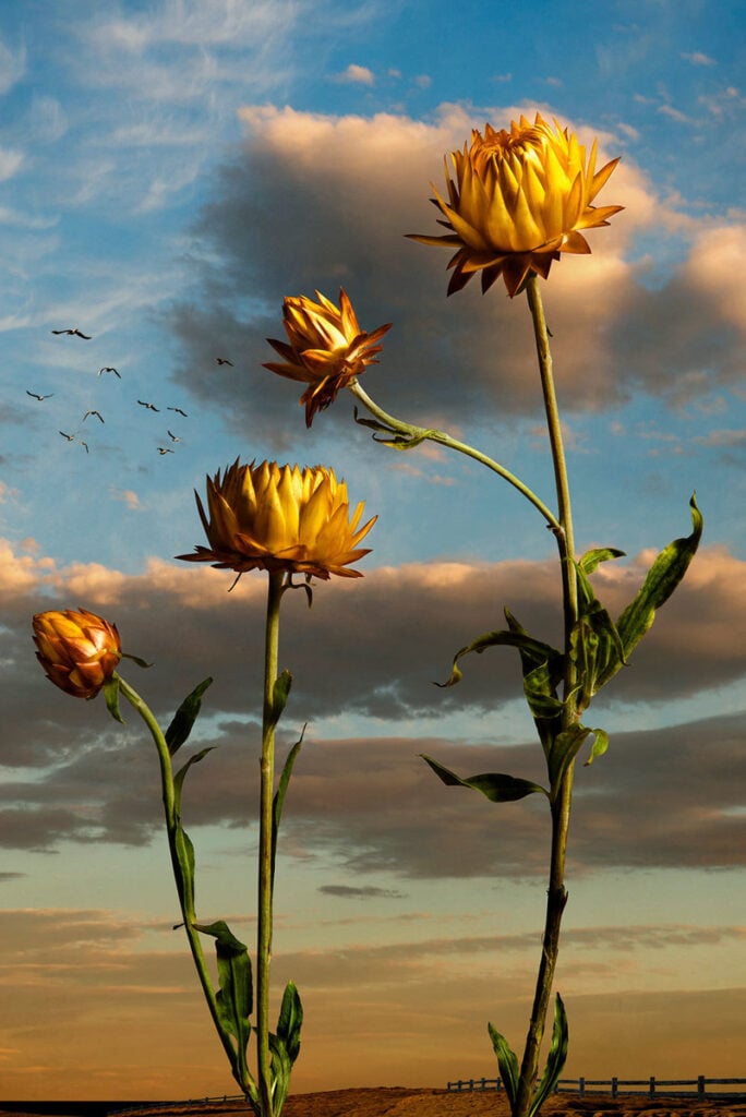 Xerochrysum Subundulatum