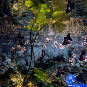 Nāga’s Lanterns โคมไฟของนาค