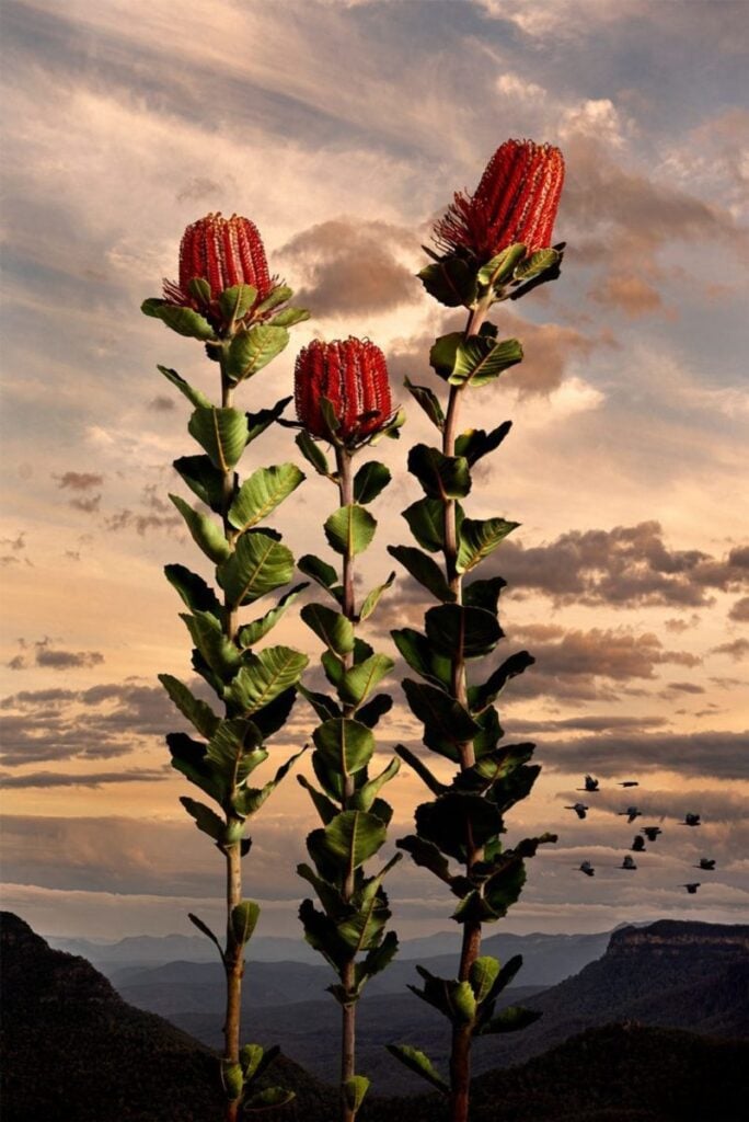 Banksia Coccinea
